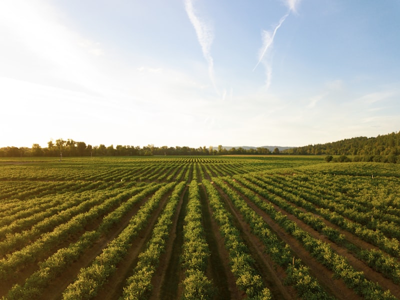 Vinhedos da Fazenda IP Fittipaldi